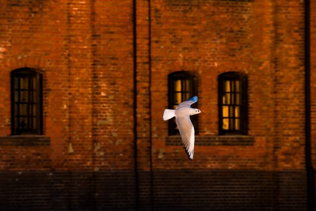 2023年度ACYアーティスト・フェローシップ助成の募集開始